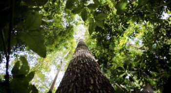 Temer sanciona lei que prevê cálculo do Produto Interno Verde